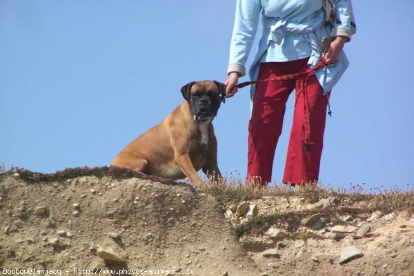 Photo de Boxer