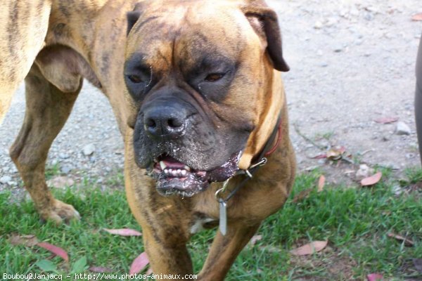 Photo de Boxer