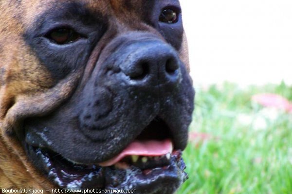 Photo de Boxer