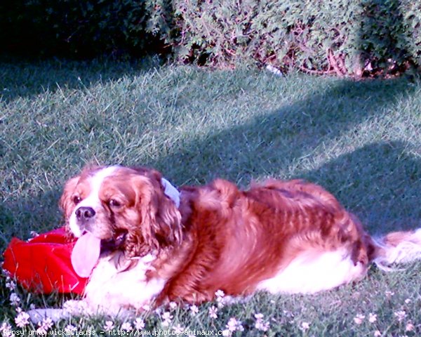 Photo de Cavalier king charles spaniel