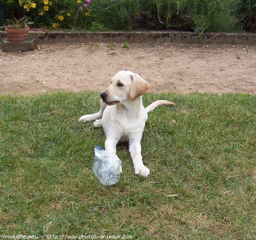 Photo de Labrador retriever