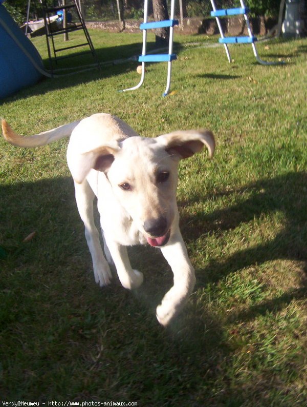 Photo de Labrador retriever