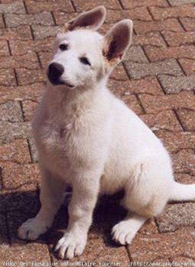 Photo de Berger blanc suisse