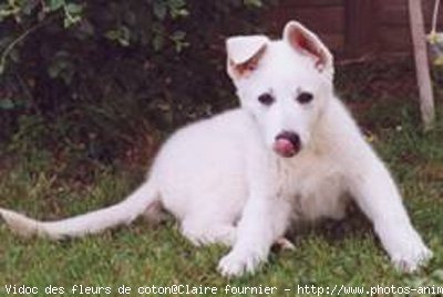 Photo de Berger blanc suisse