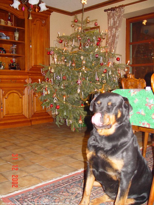 Photo de Rottweiler