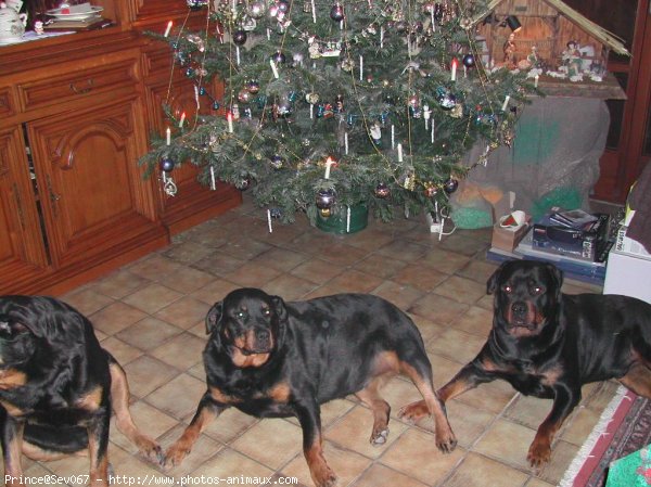 Photo de Rottweiler