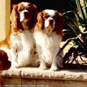 Photo de Cavalier king charles spaniel