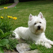 Photo de West highland white terrier