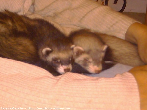 Photo de Furet