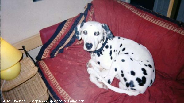 Photo de Dalmatien