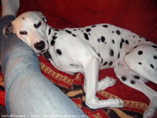 Photo de Dalmatien