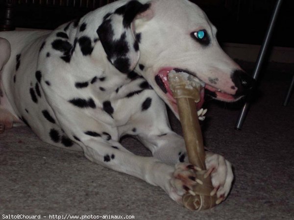 Photo de Dalmatien