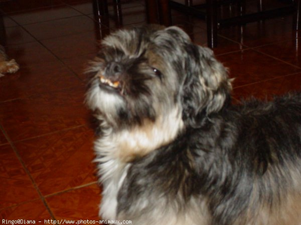 Photo de Lhassa apso