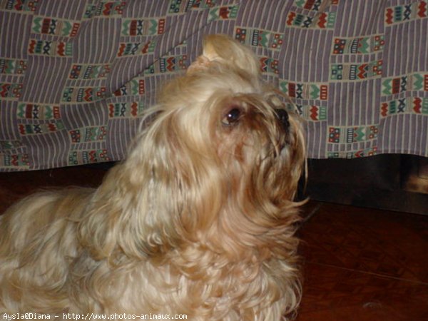 Photo de Lhassa apso