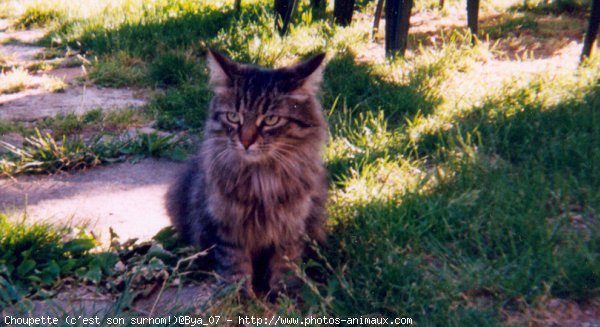 Photo de Chat domestique