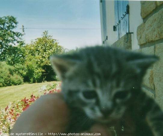 Photo de Chat domestique