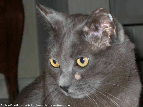 Photo de Chartreux