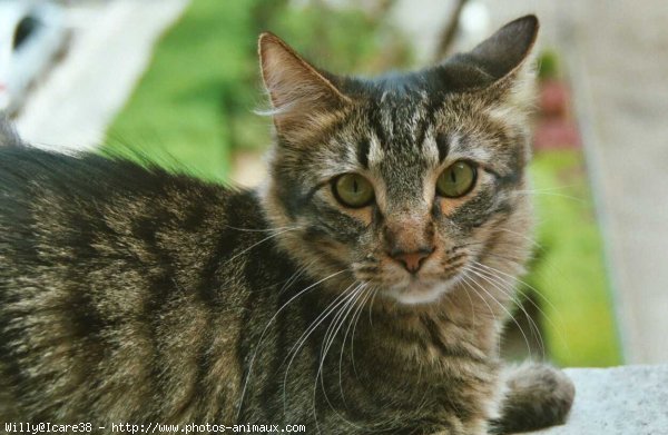 Photo de Chat domestique