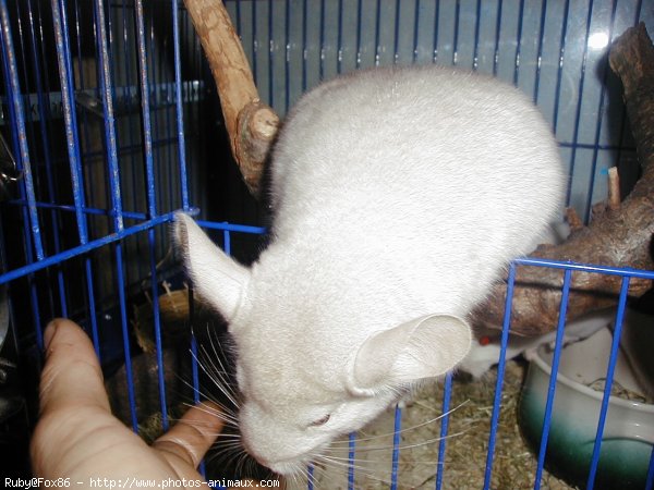 Photo de Chinchilla