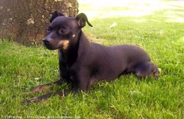 Photo de Pinscher nain