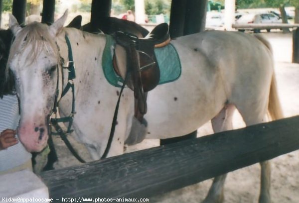 Photo d'Appaloosa