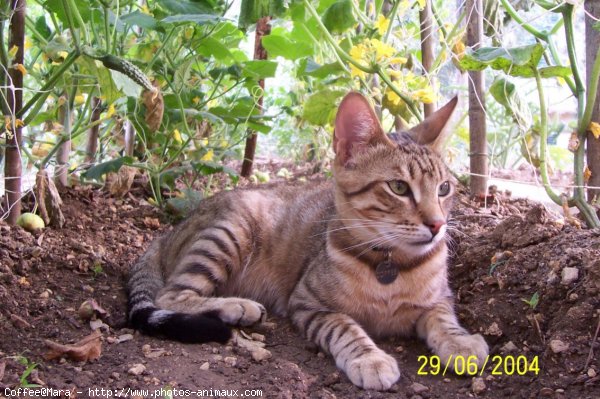 Photo de Chat domestique