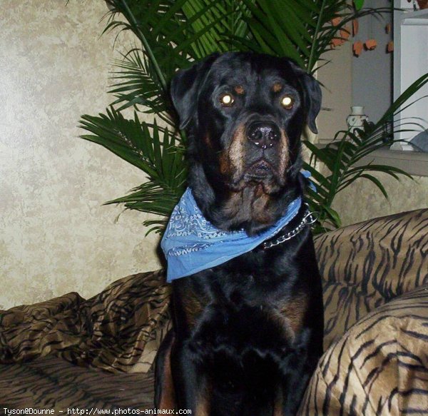 Photo de Rottweiler