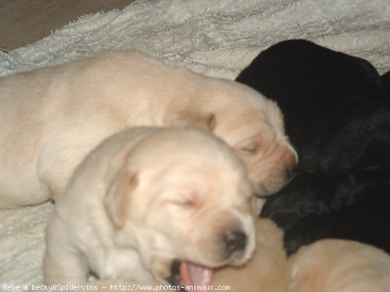 Photo de Labrador retriever