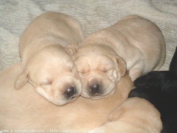 Photo de Labrador retriever