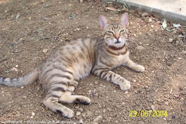 Photo de Chat domestique