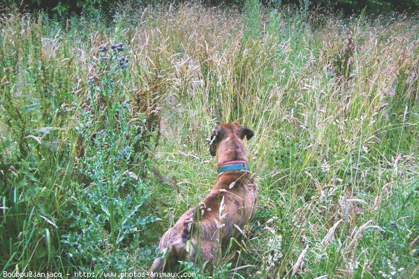 Photo de Boxer