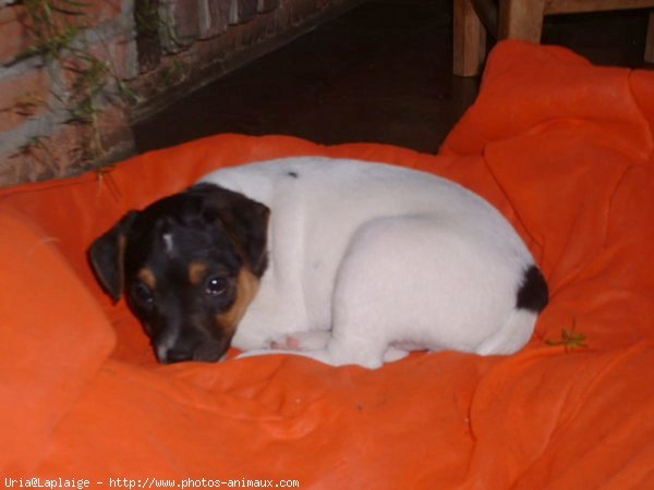 Photo de Jack russell terrier