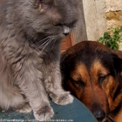 Photo de Races diffrentes