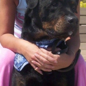 Photo de Rottweiler