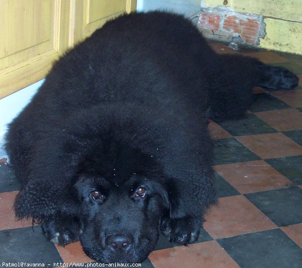 Photo de Chien de terre-neuve