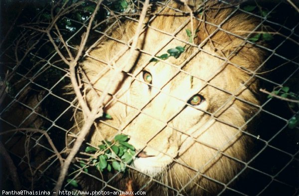 Photo de Lion