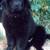 Photo de Chien de terre-neuve