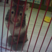 Photo de Hamster