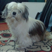 Photo de Shih tzu