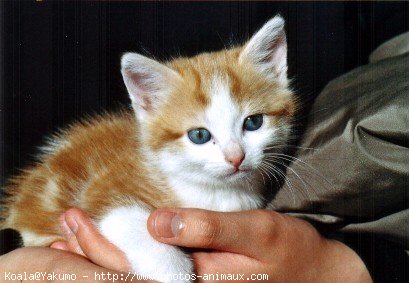 Photo de Chat domestique