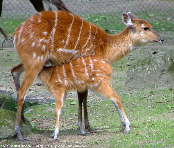 Photo d'Antilope