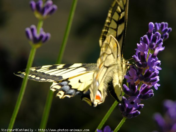 Photo de Papillon