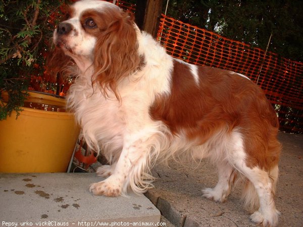 Photo de Cavalier king charles spaniel