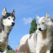 Photo de Husky siberien