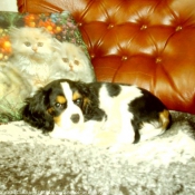 Photo de Cavalier king charles spaniel