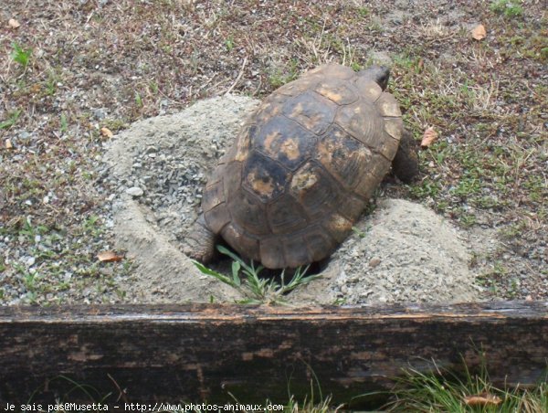 Photo de Tortue