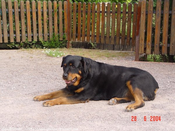 Photo de Rottweiler