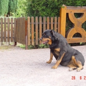 Photo de Rottweiler