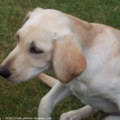 Photo de Labrador retriever