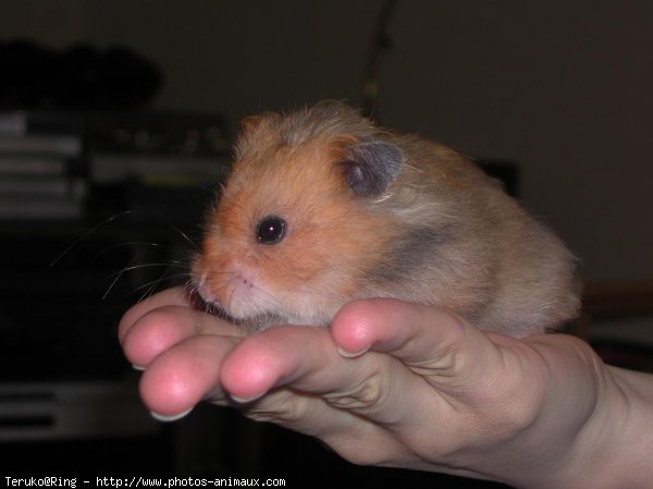 Photo de Hamster